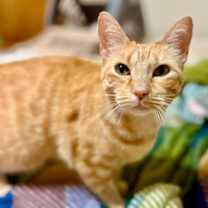 Thumbnail photo of Thimble #1