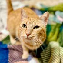 Thumbnail photo of Thimble #3