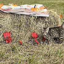 Thumbnail photo of Timba #2