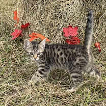 Thumbnail photo of Timba #4