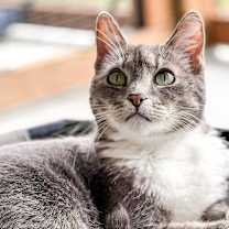 Thumbnail photo of Sydney #3