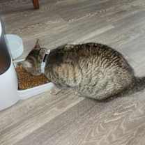 Thumbnail photo of Beerus #1