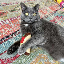 Thumbnail photo of Morris #3