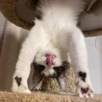 Thumbnail photo of Luna B. #1