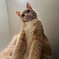 Thumbnail photo of Peppa #3