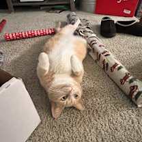 Thumbnail photo of Peppa #4