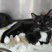 Thumbnail photo of Silas #2