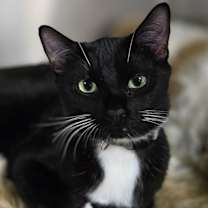 Thumbnail photo of Silas #3