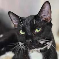 Thumbnail photo of Silas #4