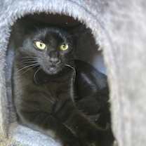 Thumbnail photo of Taco #2