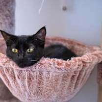 Thumbnail photo of Taco #4