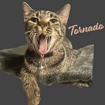 Thumbnail photo of Tornado #sister-of-Bolt #1