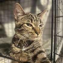 Thumbnail photo of Tornado #sister-of-Bolt #2