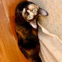 Thumbnail photo of Squid #2