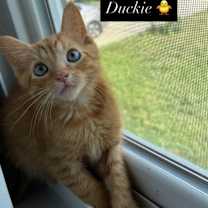 adopt-pet