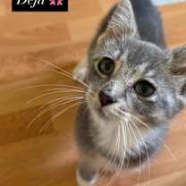 adopt-pet