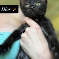 adopt-pet