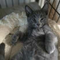 adopt-pet