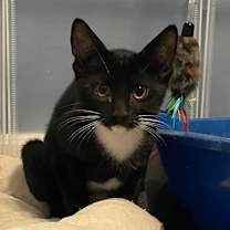 Thumbnail photo of Jalapeno #2