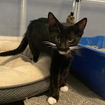 Thumbnail photo of Jalapeno #3