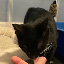 Thumbnail photo of Jalapeno #4