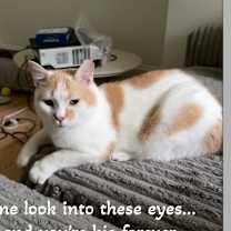 Thumbnail photo of Sugar Pop Adoption Pending #1