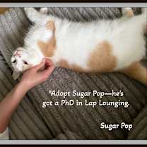 Thumbnail photo of Sugar Pop Adoption Pending #2