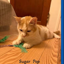 Thumbnail photo of Sugar Pop Adoption Pending #3