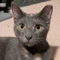 Thumbnail photo of Wonder Woman #1