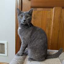 Thumbnail photo of Wonder Woman #2