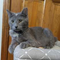 Thumbnail photo of Wonder Woman #3