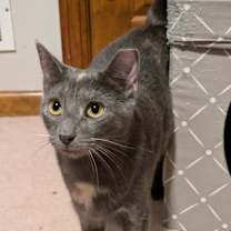 Thumbnail photo of Wonder Woman #4