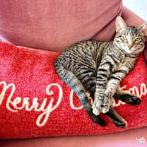 Thumbnail photo of Twizzle #1