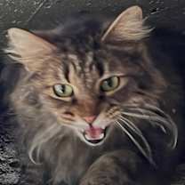 Thumbnail photo of zz 'Lumen' courtesy listing #3