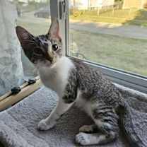 Thumbnail photo of zz 'TJ' courtesy listing #2