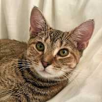 Thumbnail photo of Waffles #1