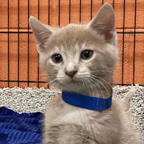 Thumbnail photo of Tango #2