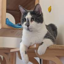 Thumbnail photo of Simon #1