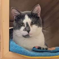 Thumbnail photo of Simon #2