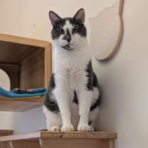 Thumbnail photo of Simon #3