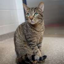 adopt-pet
