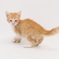 Thumbnail photo of Wylie #2