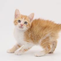 Thumbnail photo of Wylie #3