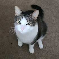 Thumbnail photo of Colt #1