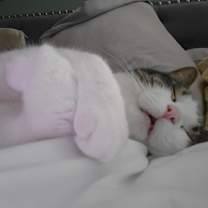 Thumbnail photo of Colt #2