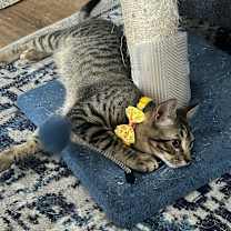 Thumbnail photo of Saffron AH #1