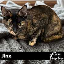 Thumbnail photo of Jinx #1