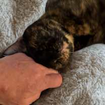 Thumbnail photo of Jinx #2