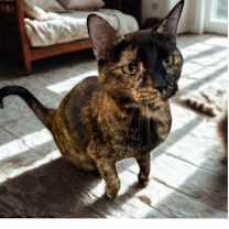 Thumbnail photo of Jinx #3