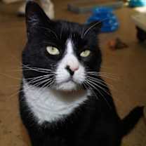 Thumbnail photo of Tommy - Available in Foster #1